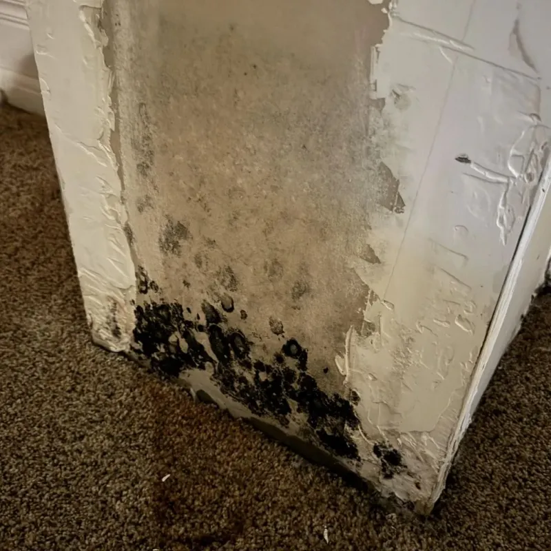 Professional Mold Removal in Pearsall, TX
